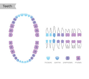 dentizione-permanente-Ponchio-dentista-locarno